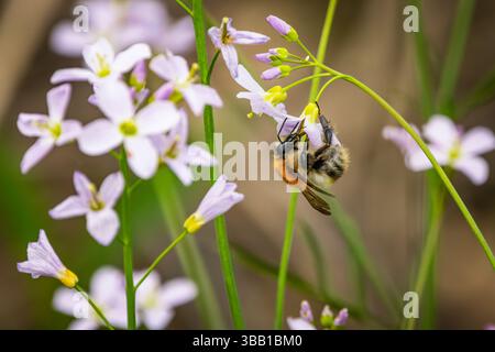 A bumblebee, likely a Bombus pascuorum, collects nectar from the delicate pale violet flowers of cuckooflower (Cardamine pratensis). Captured mid-poll Stock Photo