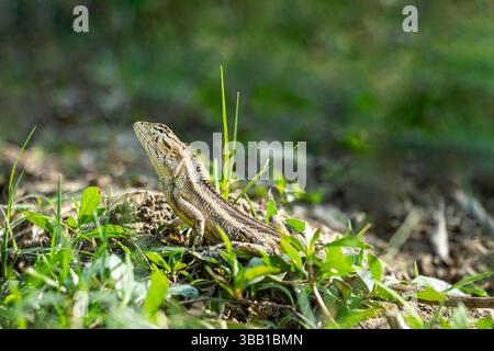 Oriental Garden Lizard Calotes versicolor is a common Asian lizard with a slender, spiny body that changes color often showing red or orange on the he Stock Photo