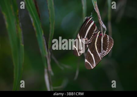Two striped butterflies resting close to each other zebra longwings Stock Photo