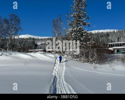A pristine winter scene in north of Sweden with snow-laden trees under a bright blue sky, creating a peaceful atmosphere. Stock Photo