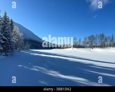 A pristine winter scene in north of Sweden with snow-laden trees under a bright blue sky, creating a peaceful atmosphere. Stock Photo