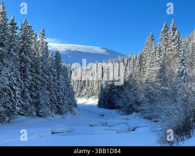 A pristine winter scene in north of Sweden with snow-laden trees under a bright blue sky, creating a peaceful atmosphere. Stock Photo