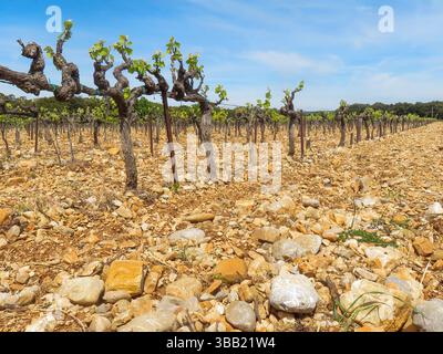 France, Vineyard on quartz and quartzite pebbles in Châteauneuf-du-Pape. Châteauneuf-du-Pape is a wine region of Appellation d'Origine Contrôlée (AOC) Stock Photo