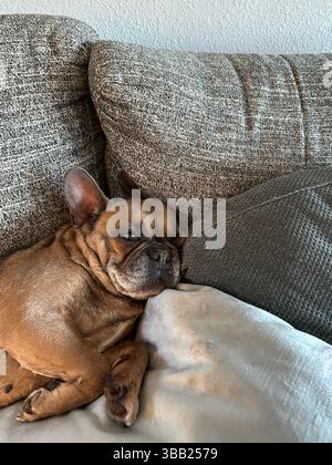 A cute brown French Bulldog cozied up on a couch with pillows. Stock Photo