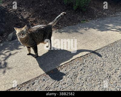 A cute grey tabby cat and it's shadow on a sidewatlk. Stock Photo