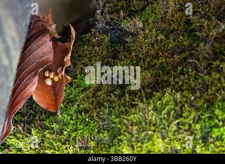 Cluster of yellow orange ladybugs Halyzia sedecimguttata sheltering in a curled dry leaf on mossy forest ground, copy space Stock Photo