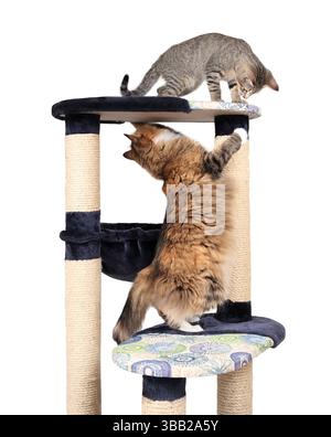 Two cats playing on cat tree or scratching post. Cute kitty standing on top while the adult cat is standing on hindlegs. Cat furniture, enrichment and Stock Photo