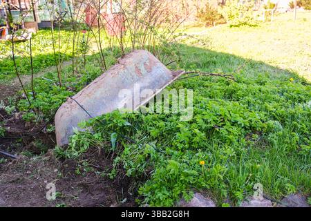 moscow, russia, 10.05.2025 A rusty wheelbarrow is sitting in a garden. The wheelbarrow is covered in weeds and grass Stock Photo