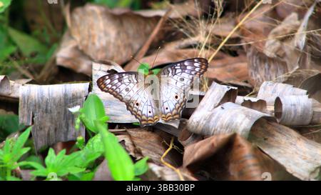 Las hermosas mariposas que se encuentran en mi región Stock Photo