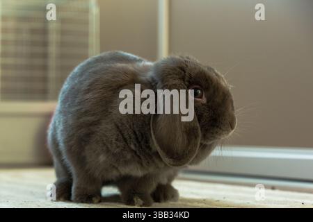 A close-up of a small gray lop-eared rabbit sitting on a light-colored surface. Stock Photo