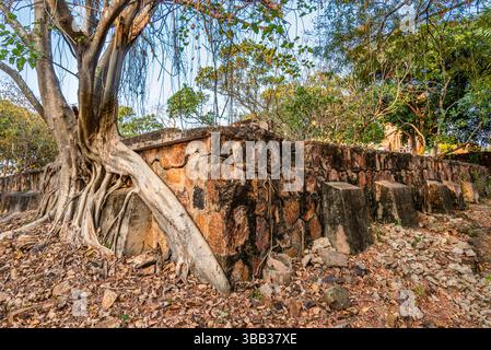 Sprawling dramatically above ground, across ancient walls and base of ruins of an historic 9th century Angkorian temple,part of Angkor Archaeological Stock Photo