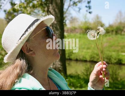 Dandelions Stock Photo