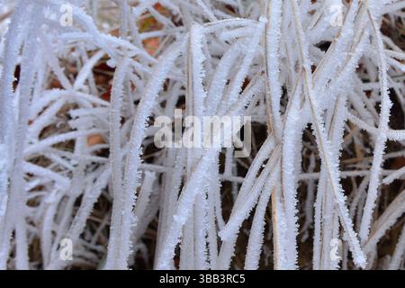 Detail of dry grass covered with rime ice on a very cold day in Mures, Transylvania Stock Photo