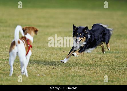 Mixed breed dog between Border Collie and Australian Shepherd plays with Beagle, Switzerland, Europe Stock Photo