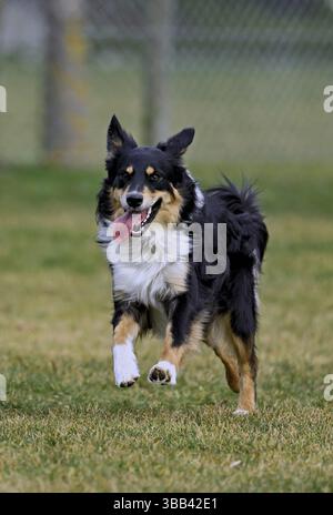 Mixed breed dog between Border Collie and Australian Shepherd jumps across meadow, Switzerland, Europe Stock Photo