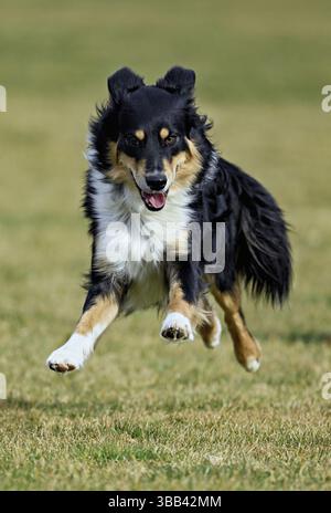 Mixed breed dog between Border Collie and Australian Shepherd jumps across meadow, Switzerland, Europe Stock Photo