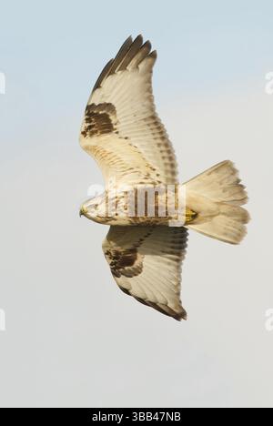 Ruigpootbuizerd vliegend, Rough-legged Buzzard flying Stock Photo