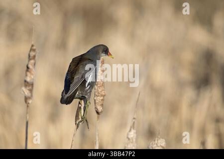 Waterhoen jong boven op een Grote lisdodde, Moorhen juvenile sitting on top common cattail Stock Photo