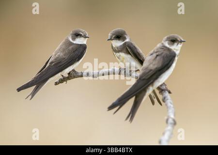 Sand Martin (Riparia riparia) group of three perched on a branch, Poland, Europe Stock Photo