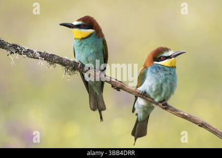 European Bee-eater (Merops apiaster) pair perched on a branch, Andalusia, Spain, Europe Stock Photo
