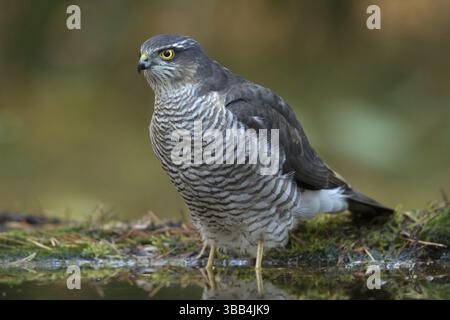 Sperwer vrouw in het water, Eurasian sparrowhawk female in water Stock Photo