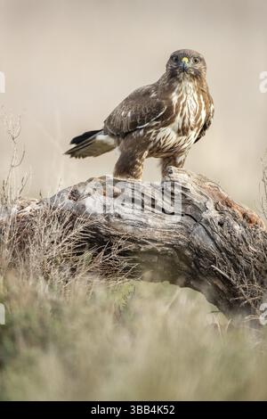 Common Buzzard (Buteo buteo), Castile-La Mancha, Spain, Europe Stock Photo