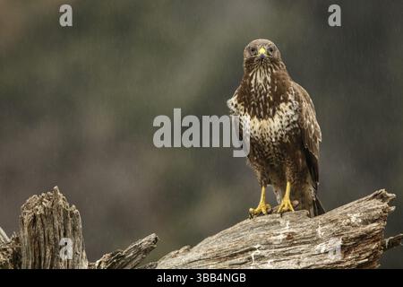 Common Buzzard (Buteo buteo), perched on a trunk, Castile and Leon, Spain, Europe Stock Photo