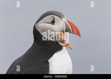 Atlantic Puffin (Fratercula arctica), Iceland, Europe Stock Photo