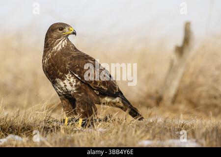 Common Buzzard (Buteo buteo) in field, Hungary, Europe Stock Photo