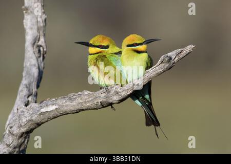 Rainbow Bee-eater (Merops ornatus) pair perched on a branch, South Australia, Australia, Oceania Stock Photo