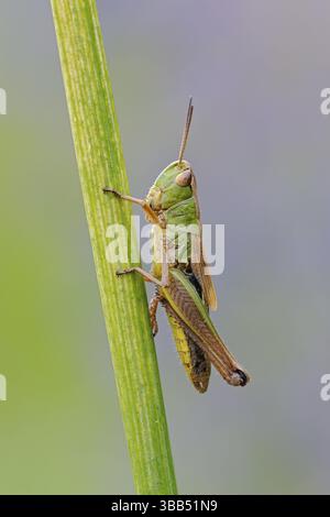 Meadow Grasshopper (Chorthippus parallelus) female resting on grass stalk, North Rhine-Westphalia, Germany, Europe Stock Photo