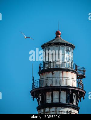 Pigeon Point Lighthouse, California - 04/20/2023: A seagull flies past the upper portion of the Pigeon Point Lighthouse against a clear blue sky. Stock Photo