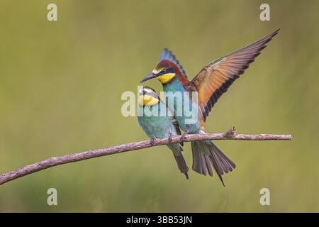 European Bee-eater (Merops apiaster) pair perched on a branch, Saxony-Anhalt, Germany, Europe Stock Photo