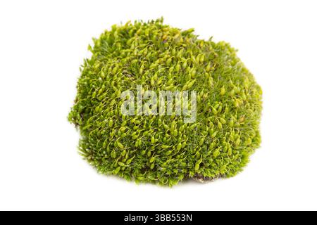 Green moss isolated on white background Stock Photo