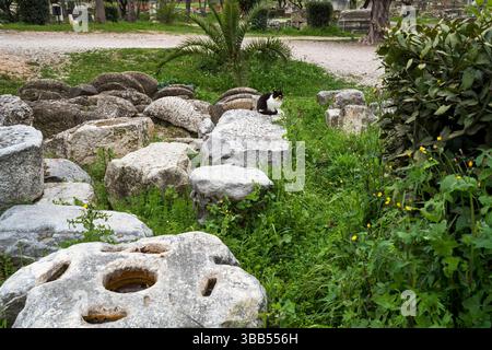 A black and white cat sits peacefully atop weathered marble ruins surrounded by greenery in the Ancient Agora of Athens. Stock Photo