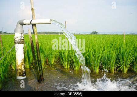 Irrigation of rice fields using pump wells with the technique of ...