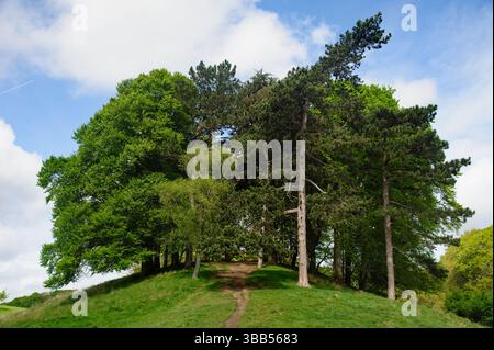 Sunny day in Public Phoenix Park in Dublin city, Ireland Stock Photo