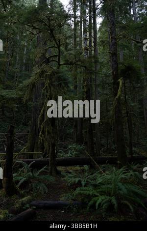 A dimly lit scene deep in the heart of Olympic National Park, where moss-covered trees and lush ferns create a mystical forest atmosphere. Stock Photo
