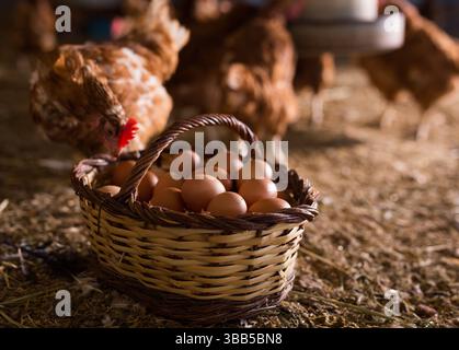 Basket with eggs on floor in henhouse on background with chickens Stock Photo