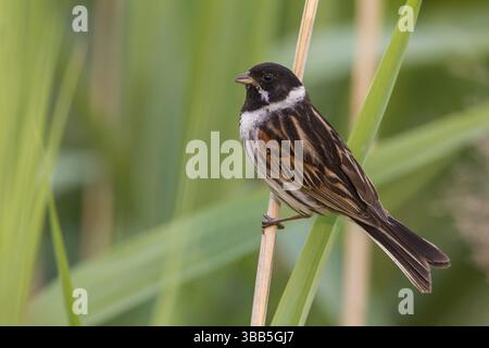 Common Reed Bunting (Emberiza schoeniclus) male perched on a reed stalk, Poland, Europe Stock Photo