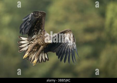 White-tailed Eagle (Haliaeetus albicilla) juvenile flying, Poland, Europe Stock Photo