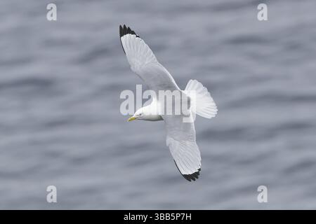Black-legged Kittiwake : Grimsey Island : Iceland Stock Photo