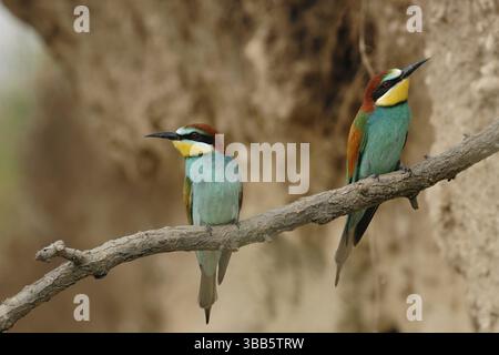 An der Abbruchkante... Bienenfresser *Merops apiaster* Stock Photo