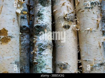 Close-up of stacked birch trunks used as raw timber material, showing detailed bark textures and natural wood patterns. Stock Photo