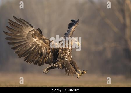 White-tailed Eagle (Haliaeetus albicilla) subadult landing, Subotica, Hungary, Europe Stock Photo