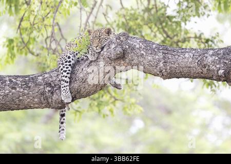 Leopard lying on a large tree branch with its prey in Botswana Stock ...