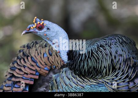 Ocellated Turkey (Meleagris ocellata) male, Peten, Guatemala, Central America Stock Photo