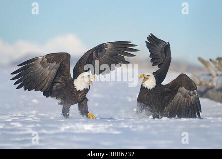 Bald Eagle (Haliaeetus leucocephalus) calling, perched on snow, Alaska, USA, North America Stock Photo