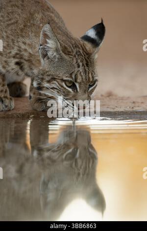 Bobcat (Lynx rufus) drinking at waterhole, Texas, USA, North America Stock Photo