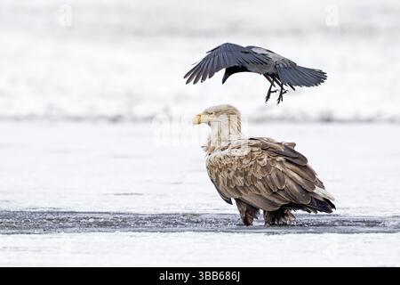 White-tailed Eagle & Hooded Crow (Haliaeetus albicilla & Corvus cornix) Hooded Crow attacks White-tailed Eagle, Poland, Europe Stock Photo